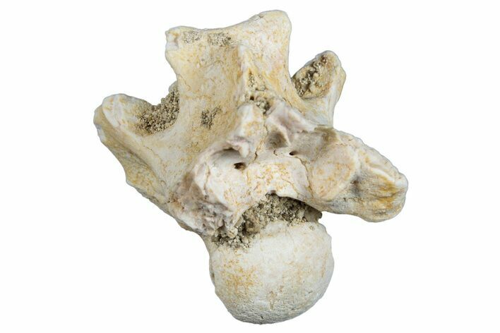 Fossil Sea Snake (Palaeophis) Vertebra - Morocco #277537